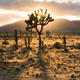 Illustration for article titled Relax in the Tranquility of a Desert Sunset